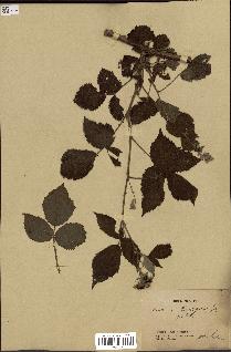 spécimen de Rubus boraeanus