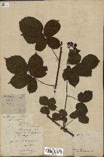 spécimen de Rubus boraeanus