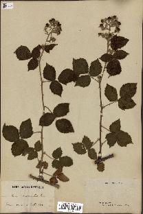 spécimen de Rubus boraeanus