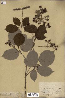 spécimen de Rubus bifrons
