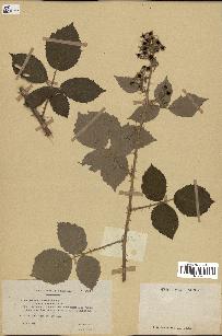 spécimen de Rubus schwarzeri