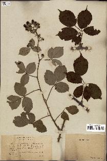 spécimen de Rubus bifrons
