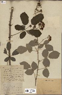 spécimen de Rubus sp.