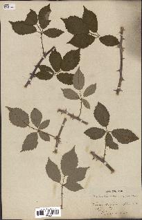 spécimen de Rubus sp.