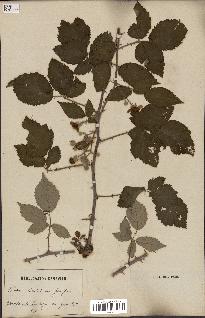 spécimen de Rubus sp.