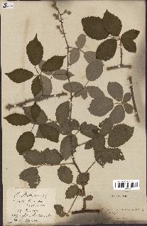 spécimen de Rubus sp.