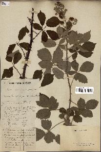 spécimen de Rubus sp.