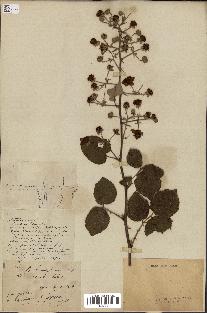 spécimen de Rubus sp.