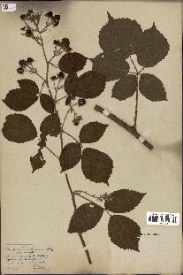 spécimen de Rubus balfourianus