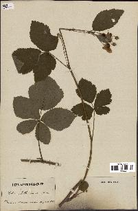 spécimen de Rubus balfourianus