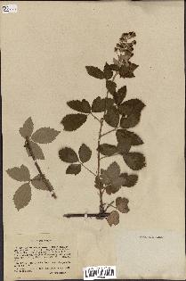 spécimen de Rubus lloydianus