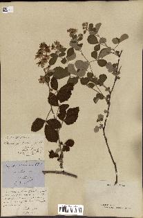 spécimen de Rubus lloydianus