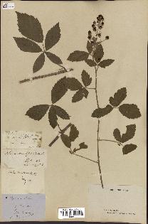 spécimen de Rubus lloydianus