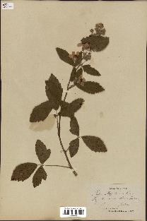 spécimen de Rubus lloydianus