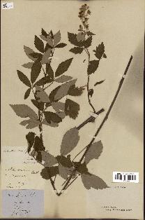 spécimen de Rubus lloydianus