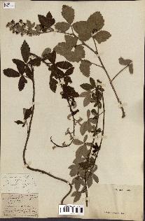 spécimen de Rubus lloydianus