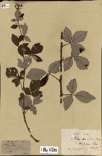 spécimen de Rubus lloydianus