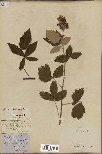 spécimen de Rubus lloydianus