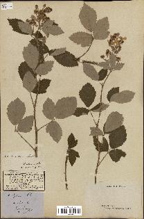 spécimen de Rubus lloydianus