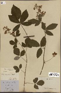 spécimen de Rubus lloydianus