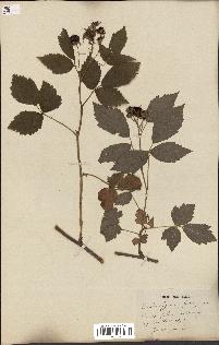 spécimen de Rubus ligerinus