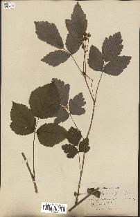 spécimen de Rubus ligerinus