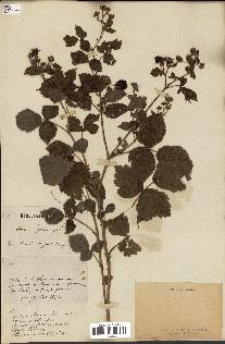 spécimen de Rubus ligerinus