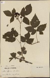 spécimen de Rubus ligerinus