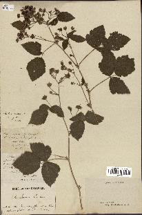 spécimen de Rubus ligerinus