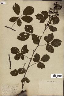 spécimen de Rubus lepidus