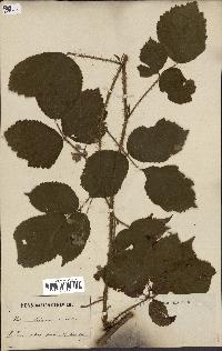 spécimen de Rubus lejeunei