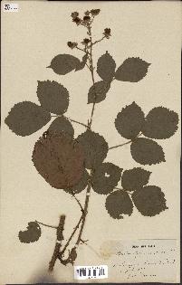 spécimen de Rubus lejeunei