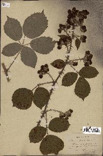 spécimen de Rubus lacertosus