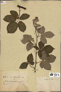 spécimen de Rubus lacertosus