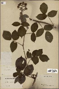 spécimen de Rubus insolatus