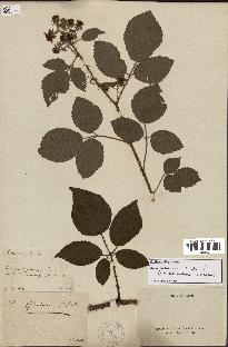 spécimen de Rubus insolatus