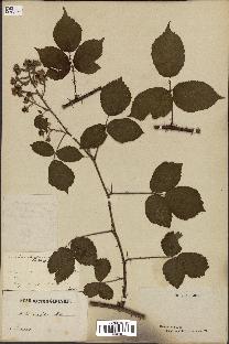 spécimen de Rubus insolatus