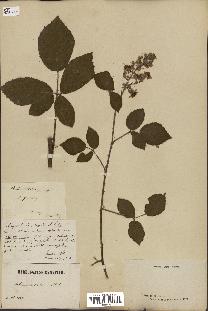 spécimen de Rubus insolatus