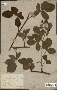 spécimen de Rubus sp.