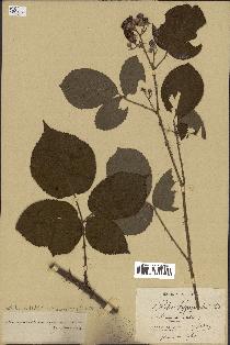 spécimen de Rubus sp.