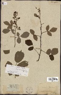 spécimen de Rubus sp.