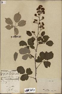 spécimen de Rubus discolor