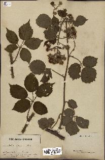 spécimen de Rubus discerptus