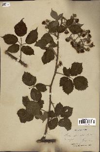 spécimen de Rubus discerptus