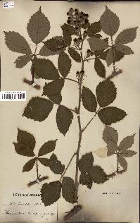 spécimen de Rubus discerptus