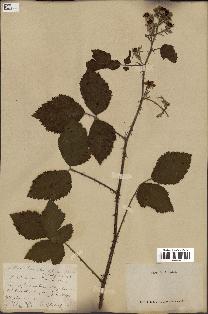 spécimen de Rubus discerptus