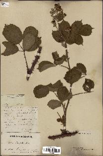 spécimen de Rubus discerptus