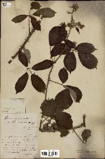 spécimen de Rubus discolor