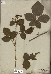 spécimen de Rubus dumetorum