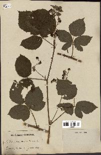 spécimen de Rubus dumetorum